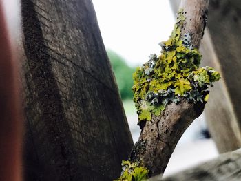 Close-up of tree trunk against sky