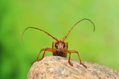 Close-up of longhorn beetle