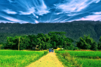 Footpath amidst crops growing on field