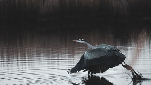 High angle view of gray heron on lake