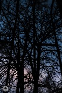 Low angle view of bare trees at night