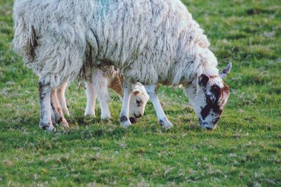 Sheep grazing in a field