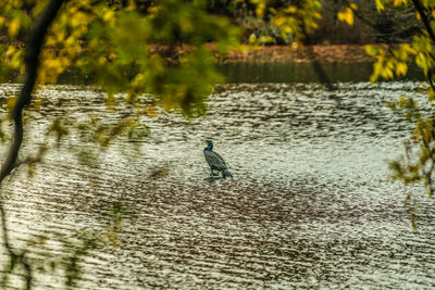 View of birds in lake