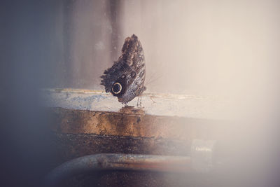 Close-up of lizard on glass wall