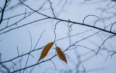 Close-up of dry leaves on branch against sky