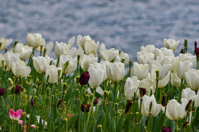 Close-up of white flowering plants