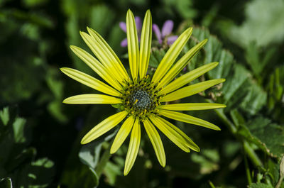 Close-up of flower blooming outdoors
