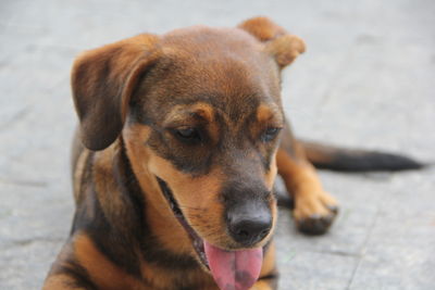 Close-up portrait of dog on footpath