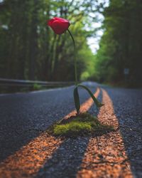 Red tulip on double yellow line