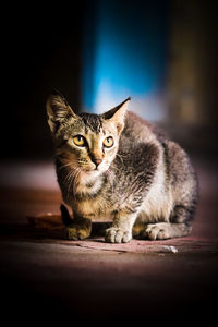Portrait of cat housecat