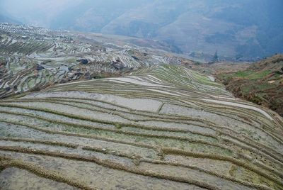 Scenic view of rice paddy