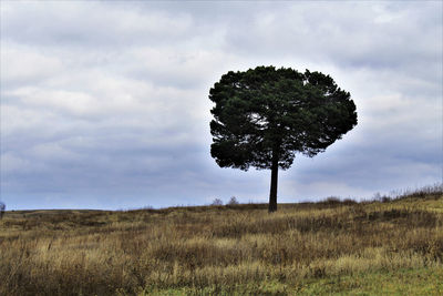 Tree on field against sky