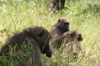 Monkey sitting on grass