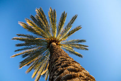 Low angle view of coconut palm tree against clear blue sky