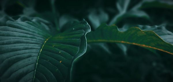 Close-up of green leaves