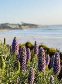 Pride of madeira in carmel beach sunset