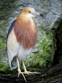 Close-up of bird perching outdoors