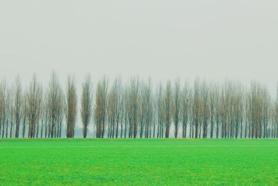 Panoramic shot of trees on field against clear sky