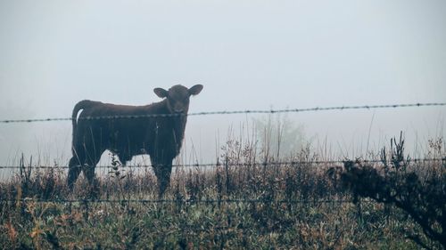 Calf by fence on field during foggy weather