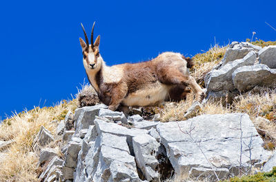 View of chamois on rock against sky