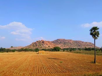 Scenic view of agricultural field against sky