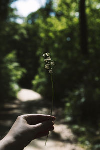 Close-up of hand holding flower