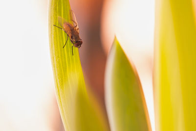 Close-up of insect on leaf