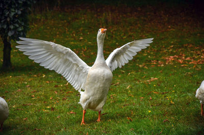 Bird flying in a field