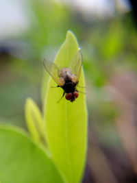 Close-up of insect on leaf