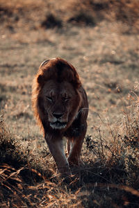 Full length of a cat walking on field