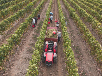 Harvesting in tuscany vineyard 