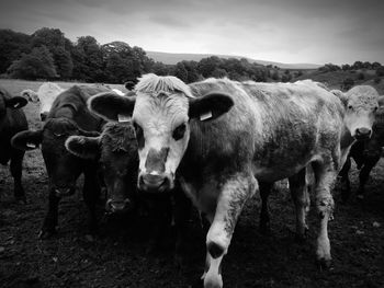 Cows standing on field against sky