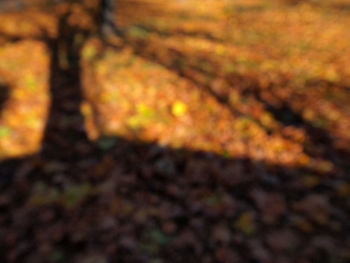 Full frame shot of leaf