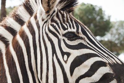 Close-up of zebra
