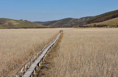 Landscape of a plain with reed, home of migratory birds. sic, transylvania, romania