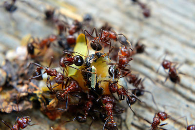 Close-up of ant on leaf