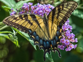 Close-up of butterfly pollinating on purple flower