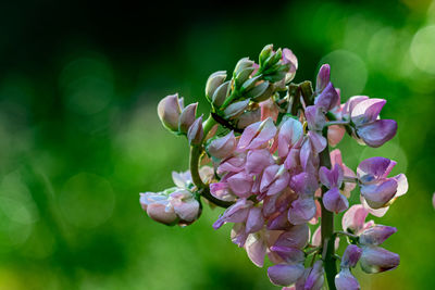 Close-up of pink flowering plant