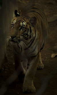 Close-up portrait of lion