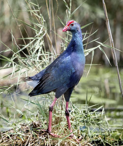 Close-up of a bird perching on a field