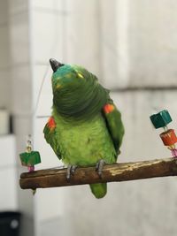 Close-up of parrot perching on a bird feeder