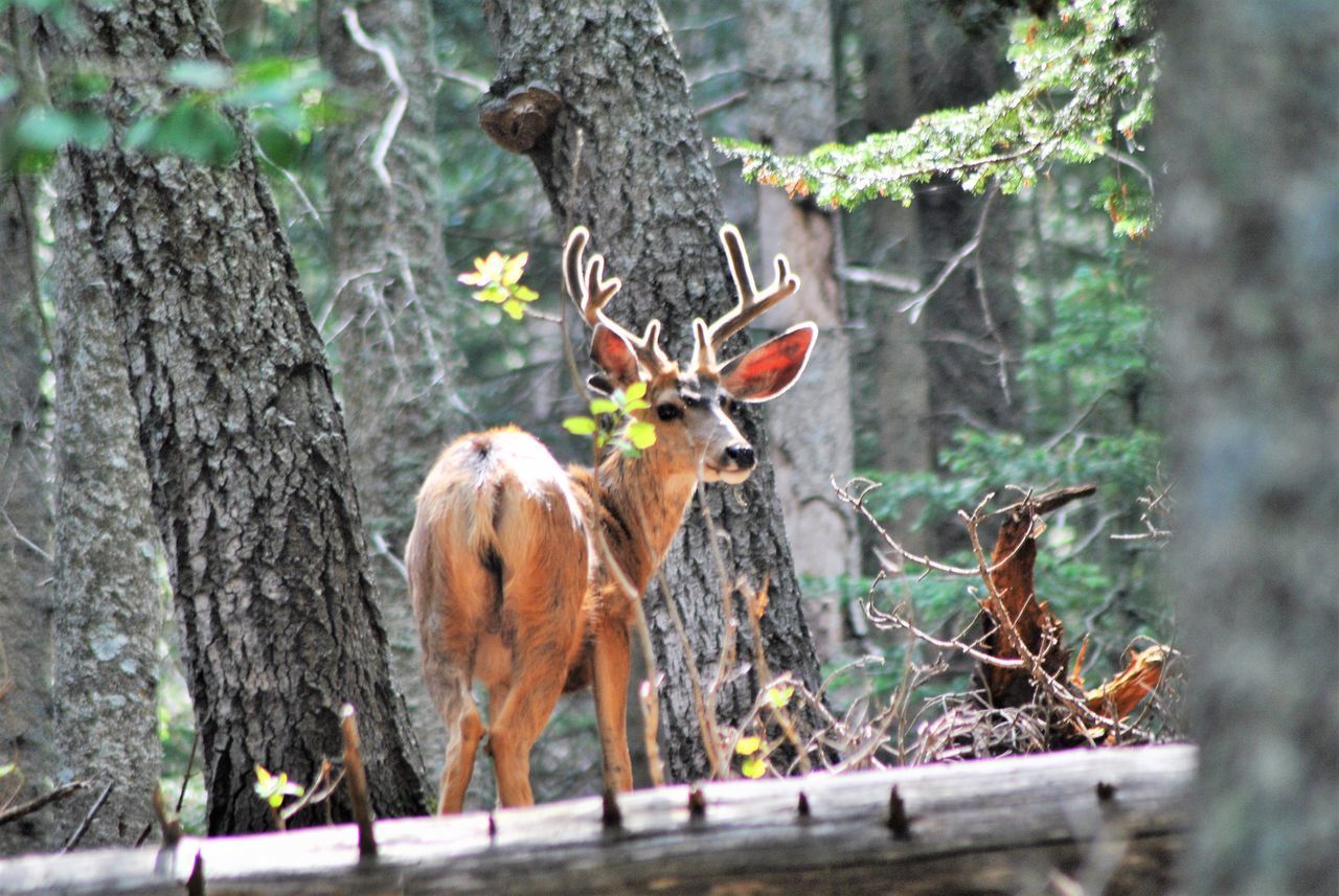 DEER IN THE FOREST