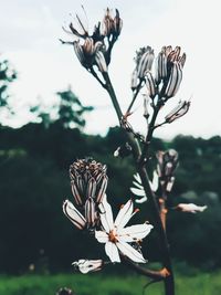 Close-up of butterfly pollinating on flowering plant