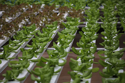 Full frame shot of fresh vegetables