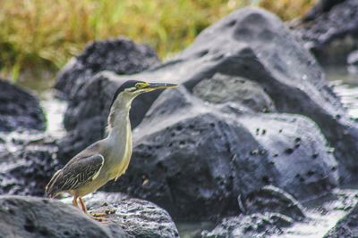 Close-up of gray heron perching on rock