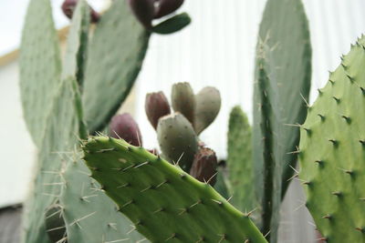 Close-up of cactus growing on potted plant