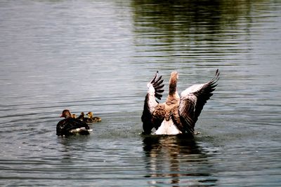 View of birds in lake