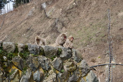 Monkey sitting on rock