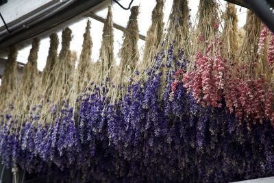 Close-up of lavender hanging amidst plants