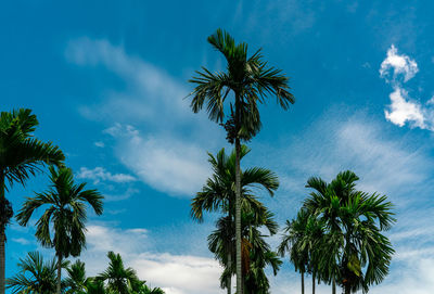 Areca nut palm. areca catechu. betel nut palm tree with blue sky and white clouds. commercial crop.